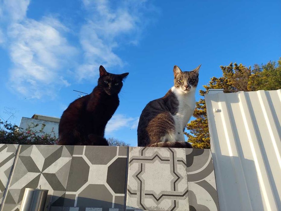 Inseparable 6-year-old pair looking for a loving home with a garden