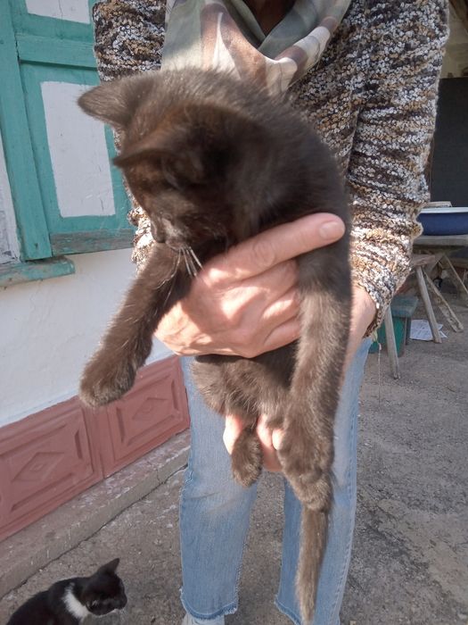 Кошенята, лагідні, гарні, привчені до лотка
