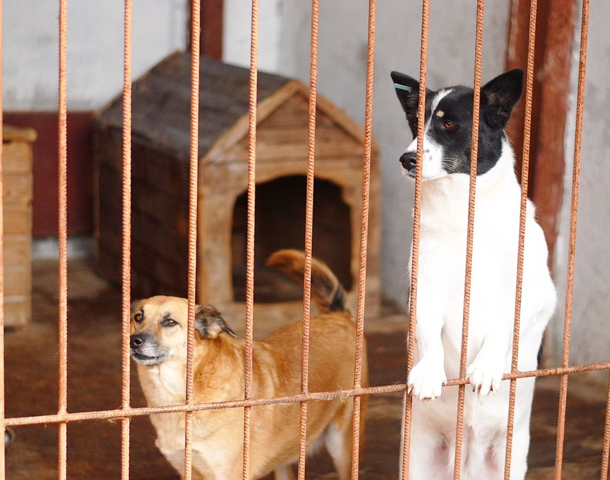 Цуцики в добрі руки