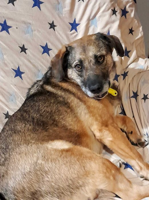 Zojka kochająca młoda suczka szczepienia, sterylizacja  ADOPCJA