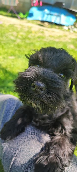 Чудо хлопчик цвергшнауцера