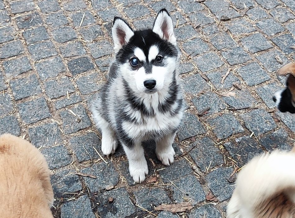 Сибірський хаскі -