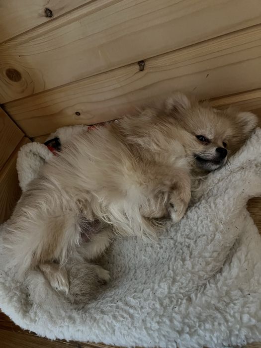 Померанський шпіц