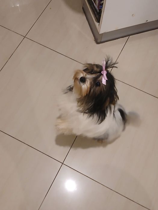 York Biewer śliczny piesek