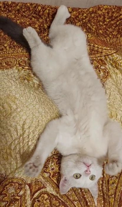 Отдам белого кота, кастрирован,  1,5 года