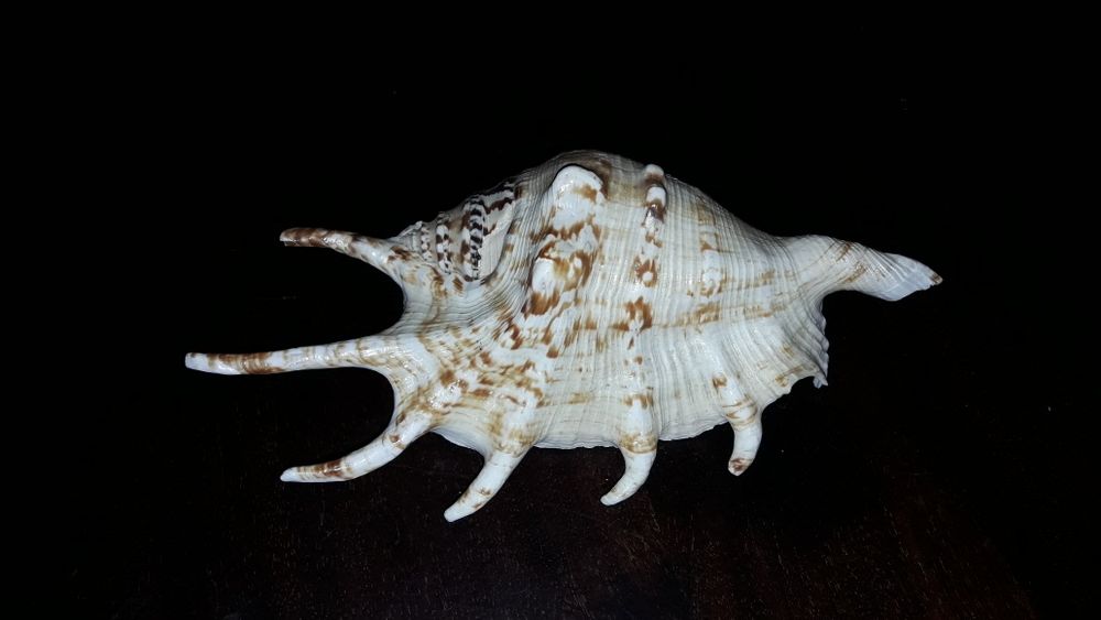 Морская ракушка очень