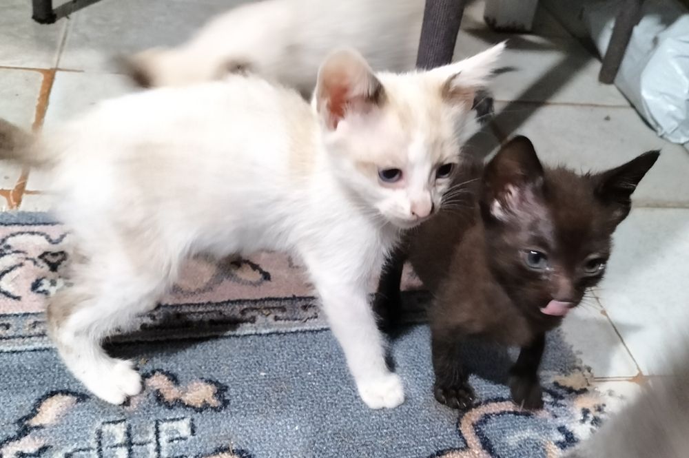 Gatinhos para adoção