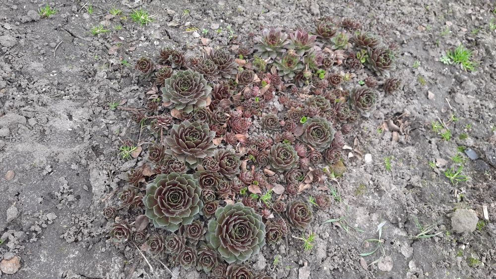 Продам Молодило(садова квітка)