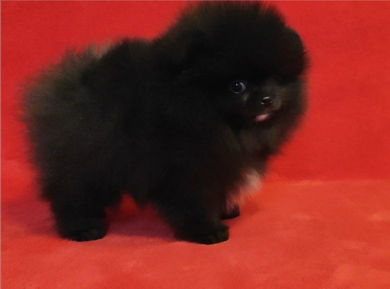 Чорна перлинка,  КСУ