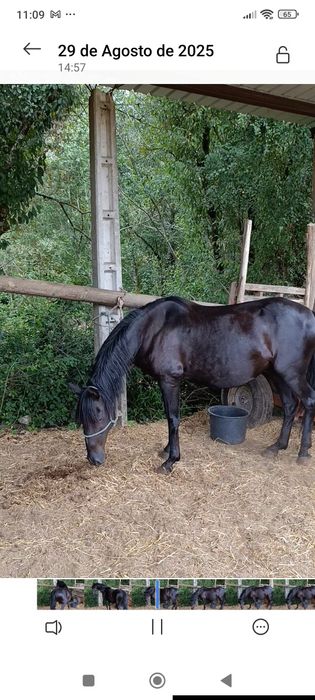 Éguapuro sangue lusitano