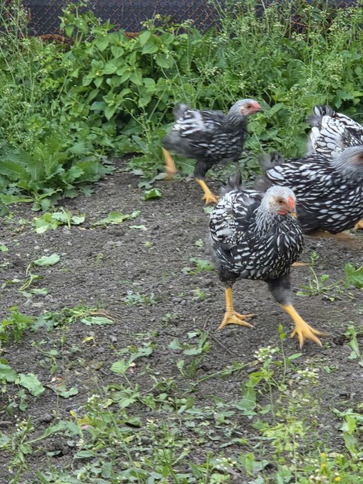 Australop Wyandotte kogutki mogę zamienic