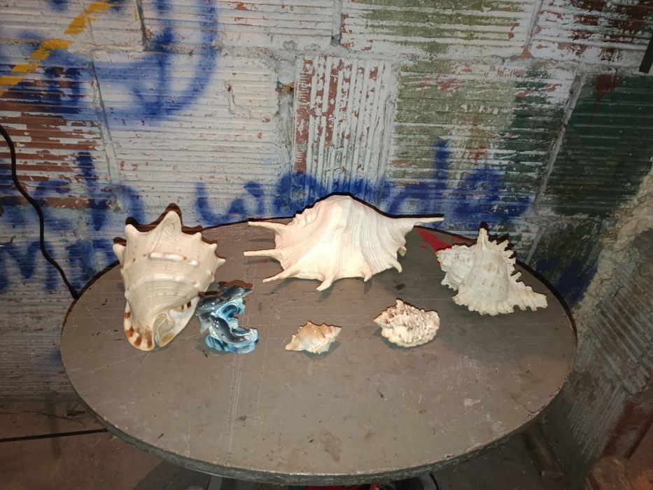 Muszla   morska.