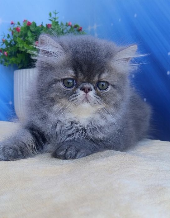 Bars.  Хлопчик .