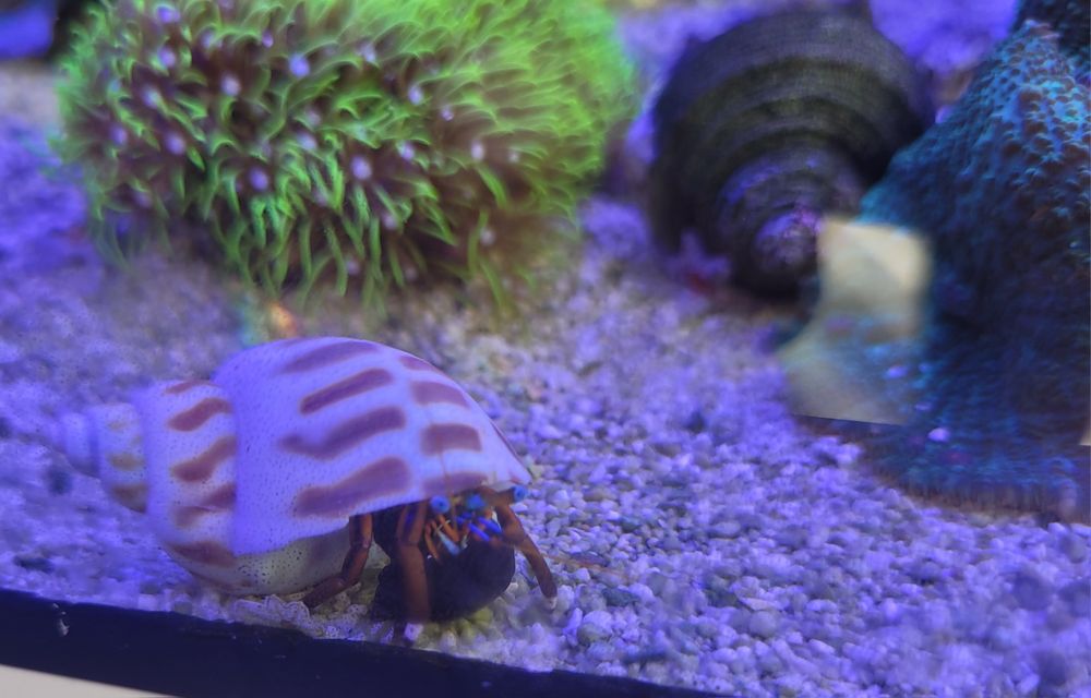 Muszle ślimaków Babilonia dla kraba pustelnika akwarium morskie