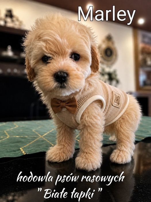 Piesek Maltipoo miniaturka
