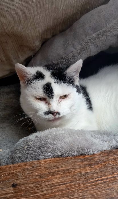 Kotka Ula szuka domu