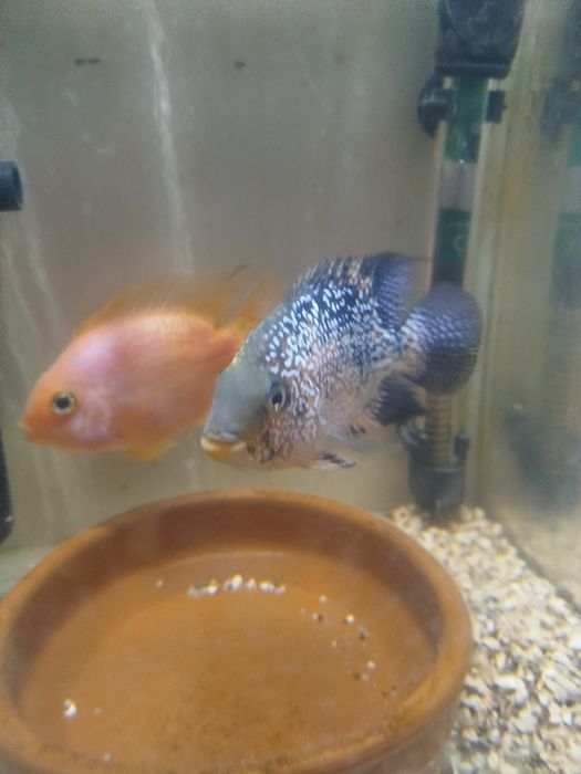 Vendo casal red Texas macho e papagaio fêmea
