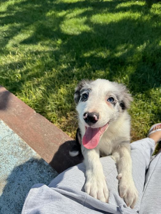 Border Collie Macho Merle