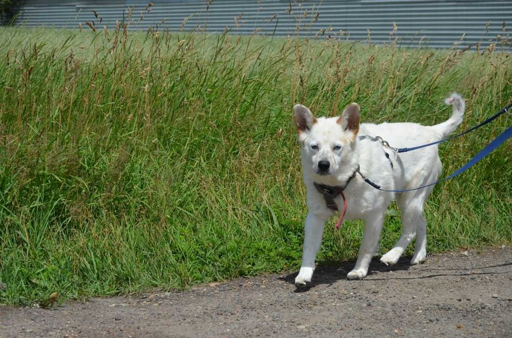 Kacper - niebieskooki prześliczny samotny ADOPCJA