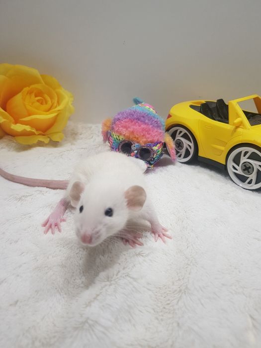 Szczur Dumbo młode szczurki reksy