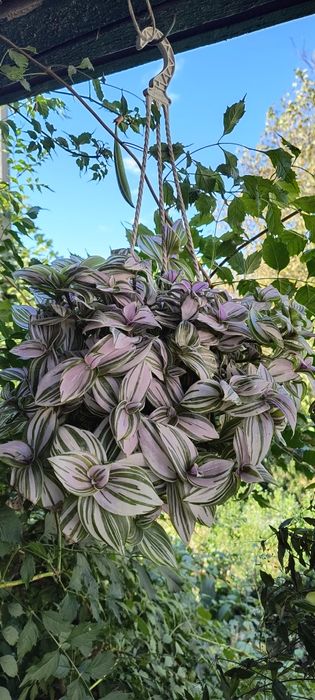 Традесканція ампельна, набір свіжозрізів, 10 сортів