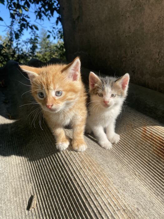 Отдам котят в хорошее руки