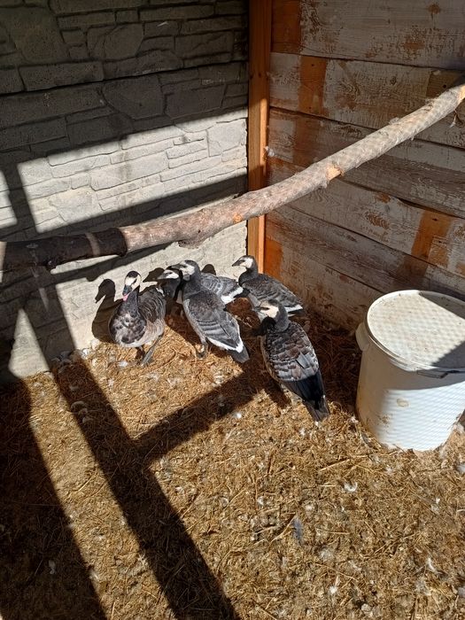 Bernikle białolice do sprzedania