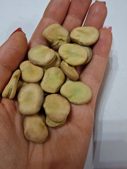 Sprzedam Bób Bachus