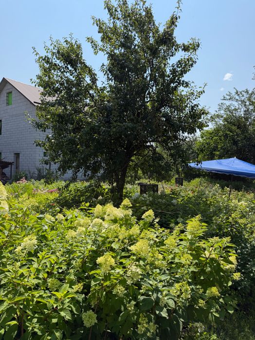 Продам ділянку в Броварах, район Старий центр; 8 соток