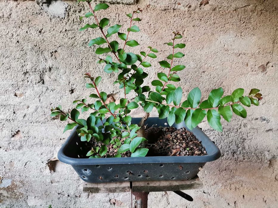 Pré-Bonsai de "Lagerstroemia Indica" *1  - *VENDA URGENTE (DESOCUPAR)*
