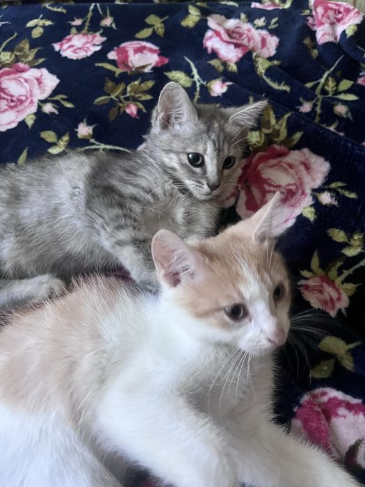 Кошеннята відам