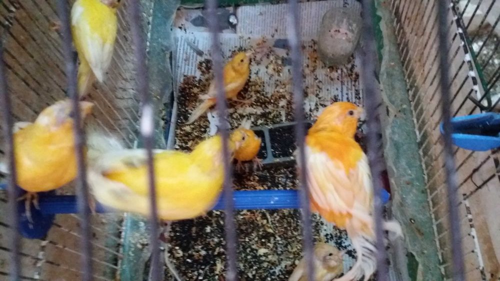 продам або обміняю самці і самочки