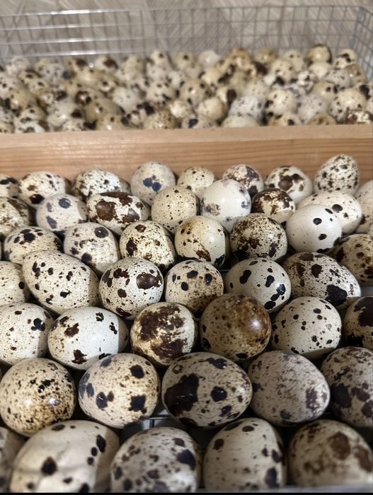 Інкубаційне перепелине яйце,інкубаційні яйця перепілки,перепела