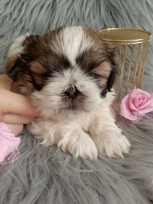 Piękna suczka rasy Shih-Tzu