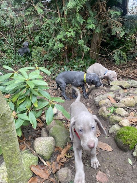 Wyżeł Wajmarski piesek na sprzedaż