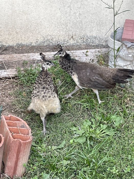 Pavões Azuis adultos