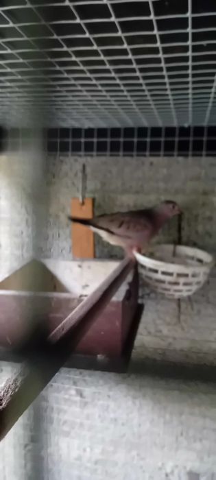 Aves criadas em cativeiro