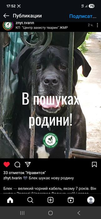 Блеку потрібна родина , його Власник помер і він нікому став не потрібен