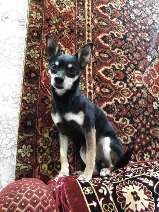 Вязка той-терьера