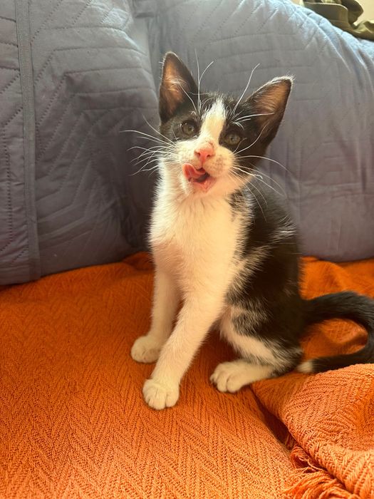 Gato com 3 meses para adoção