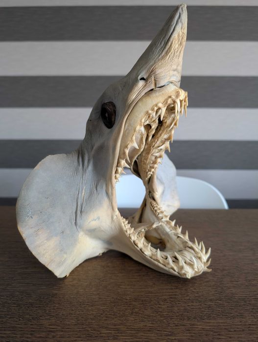 Tubarões preservados