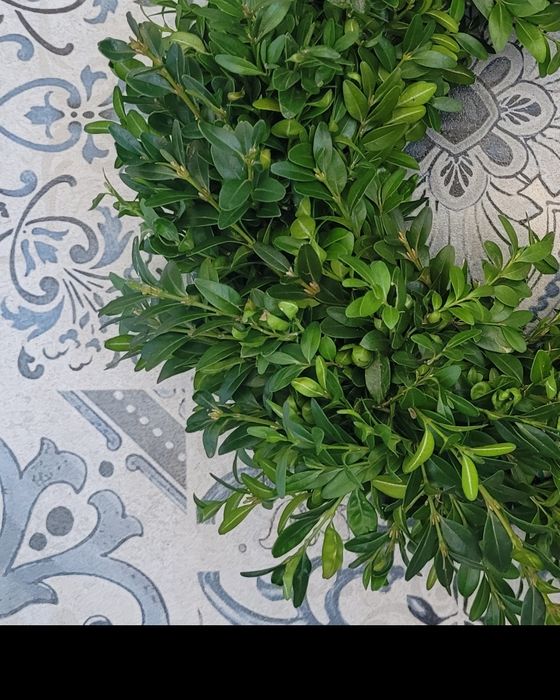 Wieniec 4szt REZERWACJA