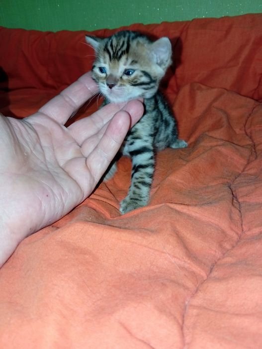 Бенгальский котёнок бенгалы