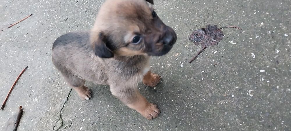 Щенки  бесплатно