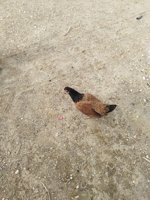Aves de raças variadas