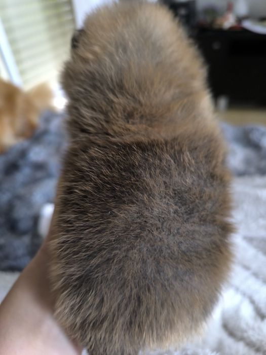 Spitz anão.Lulu da Pomerânia. Menino Mini com LOP e Afixo