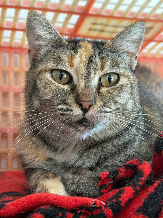 Gata para adoçao (Katiuska)