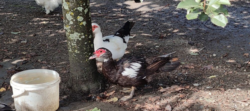 Vendo casal de patos mudos