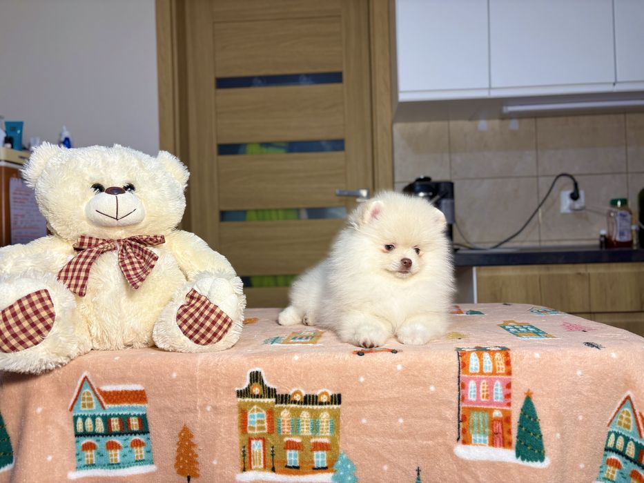 Najsłodsza biała kuleczka, jaką zobaczysz!