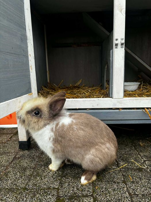 Pilne! Króliczki miniaturki